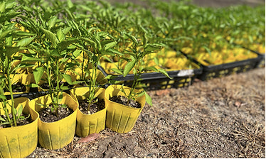 唐辛子の苗植えをしました♩